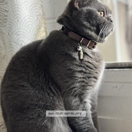 Photo de chat perdu à Deuil La Barre