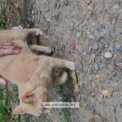 Photo 1/1 Chat retrouvé Trouvé à Ste Foy Les Lyon