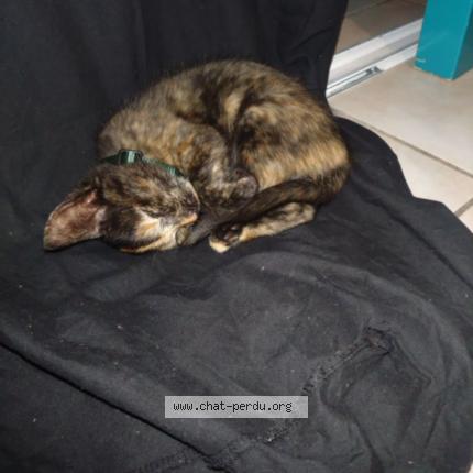 Photo 1/1 Ambre Chat perdu à Montauban