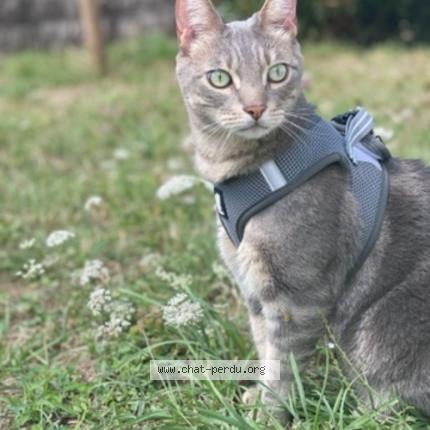 Photo 1/1 Ma caille Chat perdu à Beynes