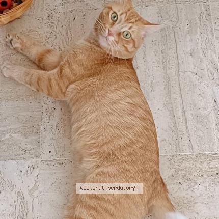 Photo 1/1 Châtaigne Chat perdu à Palaiseau