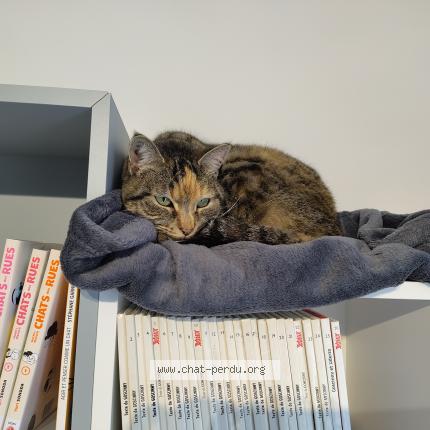 Photo de chat perdu à Claret