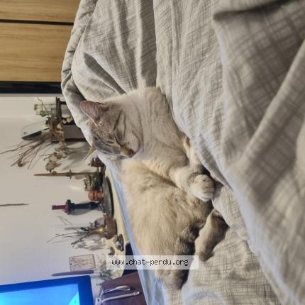 Photo 1/1 kai Chat perdu à Toulouse