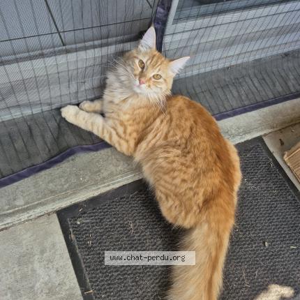 Photo de chat trouvé à Toulouse