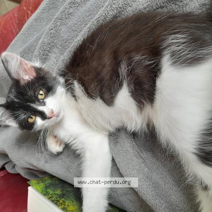 Photo 1/1 Véga Chat perdu à Loos