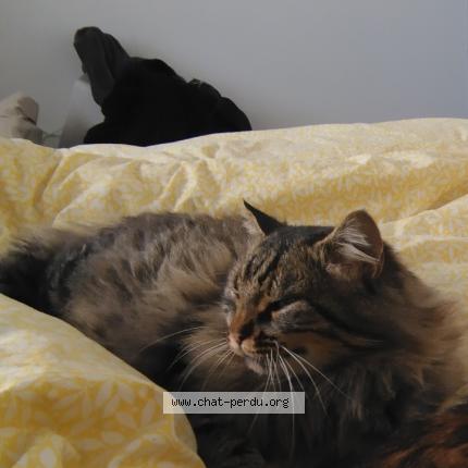 Photo 1/1 Koumal Chat perdu à Le puiset dore