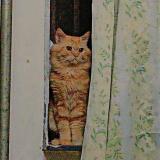 Photo de chat perdu à Bulandshahr