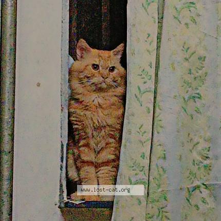 Photo 1/1 Shero Chat perdu à Bulandshahr