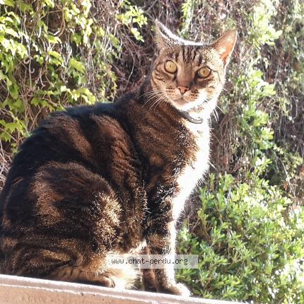 Photo de chat perdu à Nice