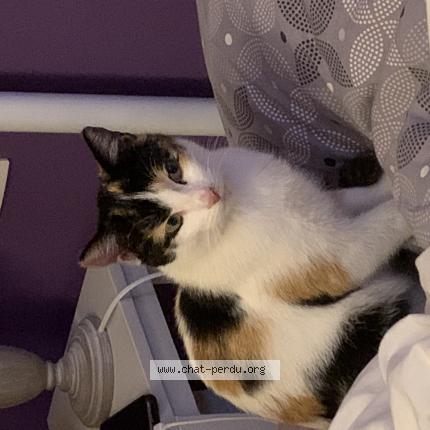 Photo de chat perdu à Nerac