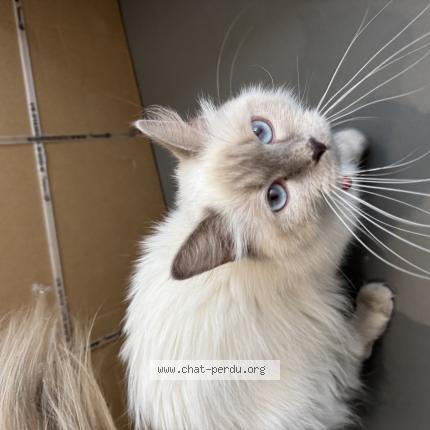 Photo de chat trouvé à Schiltigheim