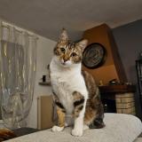 Photo de chat perdu à Lagnieu