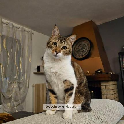 Photo 1/1 Chat retrouvé Perdu à Lagnieu