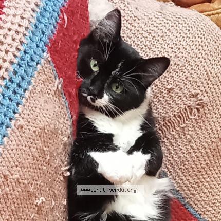 Photo de chat perdu à Chateaudun