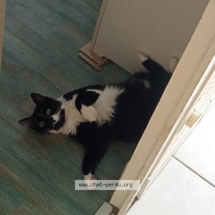 Photo 2/2 Chat retrouvé Perdu à Chateaudun