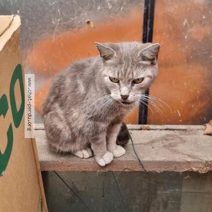 Photo de chat trouvé à Saint Nazaire