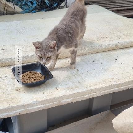 Photo 2/4 Chat retrouvé Trouvé à Saint Nazaire