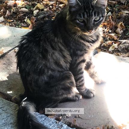 Photo 1/1 Chat retrouvé Perdu à Saint sulpice sur leze