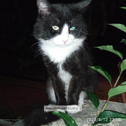 Photo 1/1 Chat trouvé Trouvé à Ollainville