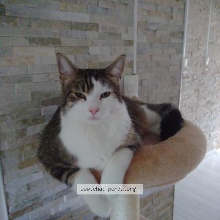 Photo 1/1 Chat retrouvé Perdu à Petite Rosselle