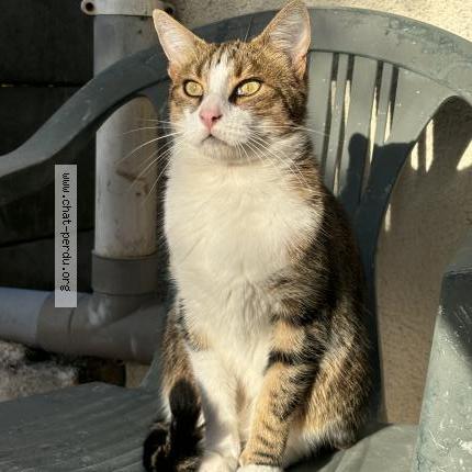 Photo de chat perdu à Montmagny