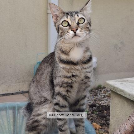 Photo 1/1 Sunny Chat perdu à Ligne