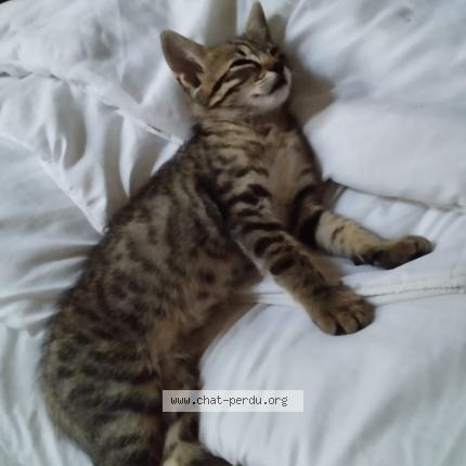 Photo 1/1 Chat retrouvé Perdu à Chatenay