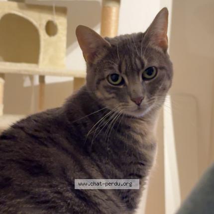 Photo de chat perdu à Amiens