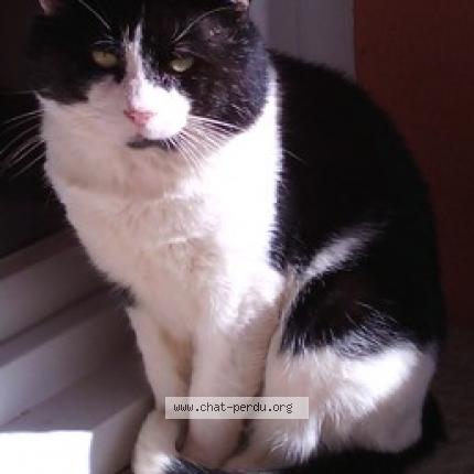 Photo 1/1 Pépite Chat perdu à Mions
