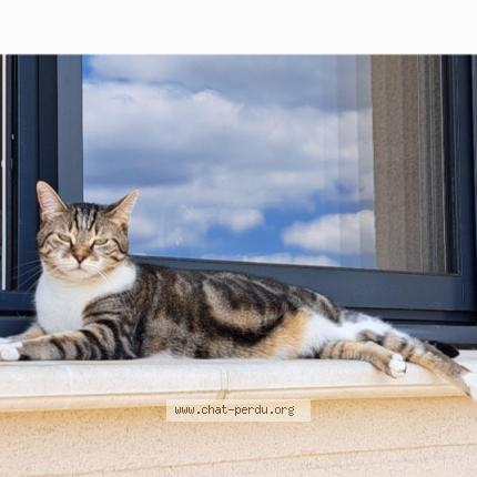 Photo 1/1 Tina Chat perdu à Bosrobert