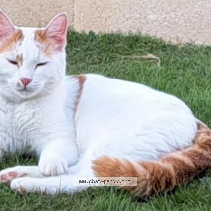 Photo 1/1 Ulyx Chat perdu à Bosrobert