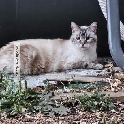 Photo 1/1 Chat trouvé Trouvé à Sabonnere