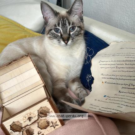 Photo de chat perdu à Lyon