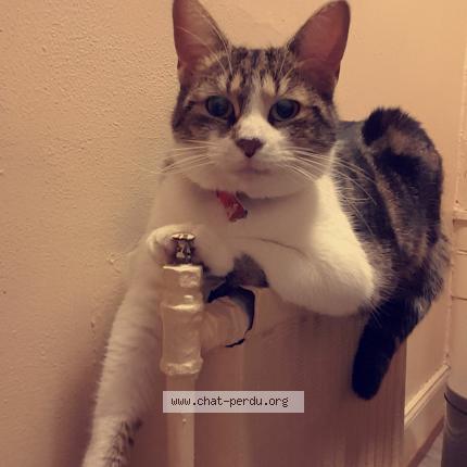 Photo de chat perdu à Mittelbergheim