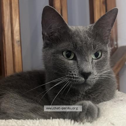 Photo 1/1 Dobby Chat perdu à Landudec