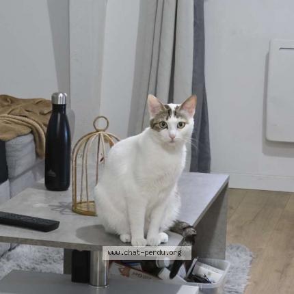 Photo de chat perdu à Flixecourt