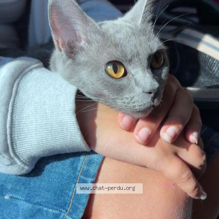 Photo de chat perdu à Thonon Les Bains