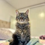 Photo de chat perdu à Santiago