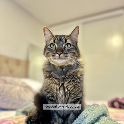 Photo 1/1 Robyn Chat perdu à Santiago