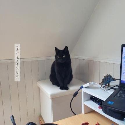 Photo 1/1 Chat retrouvé Perdu à Coulogne