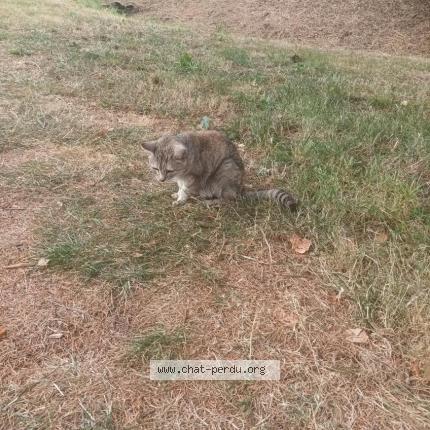 Photo 1/1 Chat retrouvé Trouvé à Essarts En Bocage