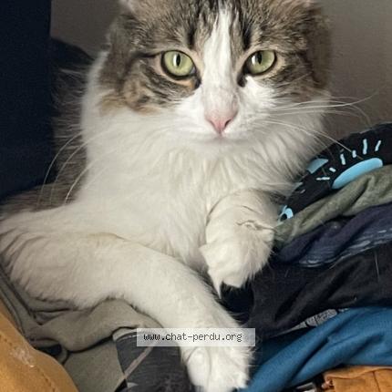 Photo de chat perdu à Toulouse