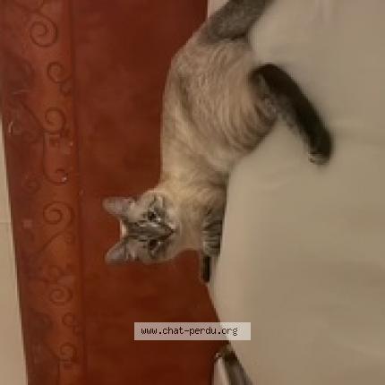 Photo de chat perdu à Valderies