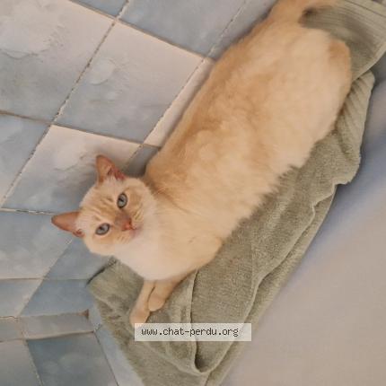 Photo de chat perdu à Guilers