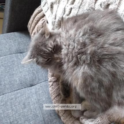 Photo 1/1 Mimine Chat perdu à Lezennes