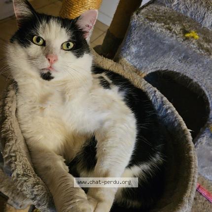 Photo de chat perdu à Mazeuil