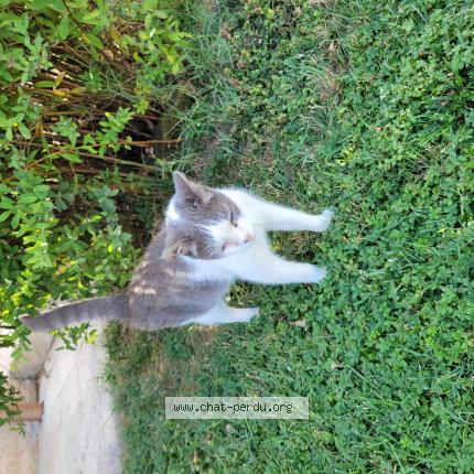 Photo de chat trouvé à Pont Eveque