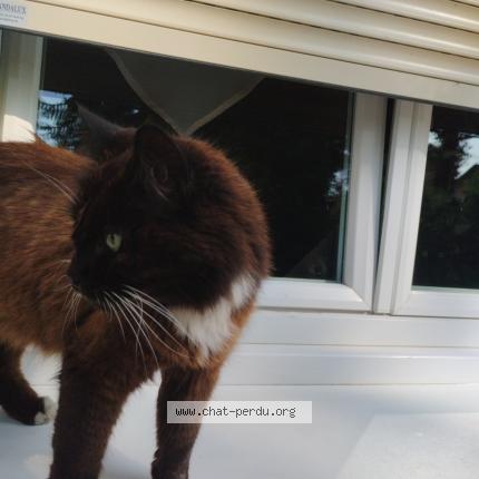 Photo de chat trouvé à Brunoy