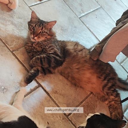 Photo de chat perdu à Villelaure