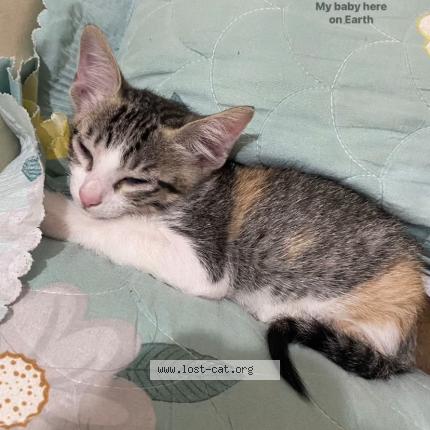 Photo 1/1 Saknom Chat perdu à Bangalore